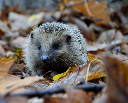 duurzame tuin tips voor de herfst en winter egel duurzame tuin tips voor de herfst en winter egel
