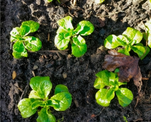 veldsla moestuin start groente
