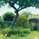 waarom biologische tuinplanten een goed idee zijn