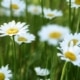 waarom inheemse planten onmisbaar zijn voor je tuin