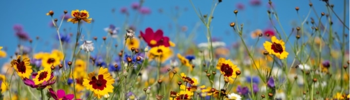 wat is biodiversiteit en hoe kun je zelf bijdragen