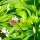 zo maak je je tuin klaar voor de lente