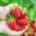 Aardbeien bewaren zo geniet je langer van je oogst