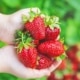 Aardbeien bewaren zo geniet je langer van je oogst