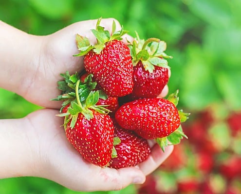 Aardbeien bewaren zo geniet je langer van je oogst
